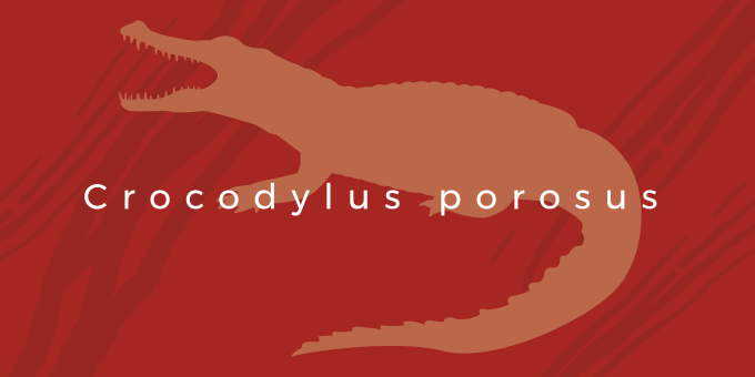 イメージ画像：イリエワニ　Crocodylus porosus