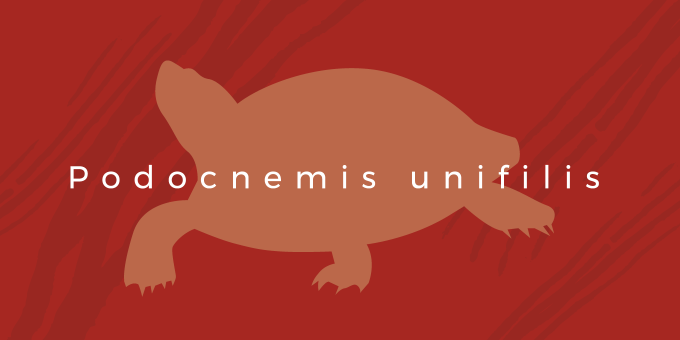 イメージ画像：モンキヨコクビガメ　Podocnemis unifilis