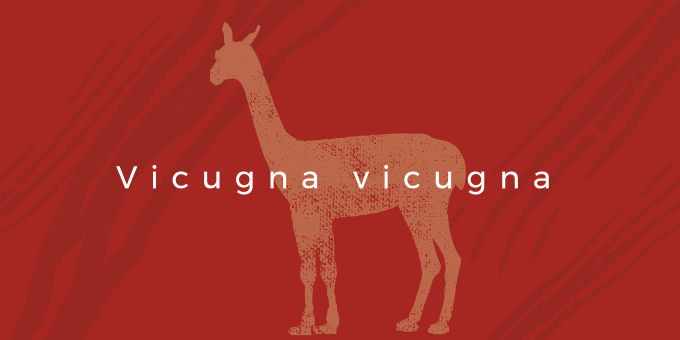 イメージ画像：ビクーナ　Vicugna vicugna