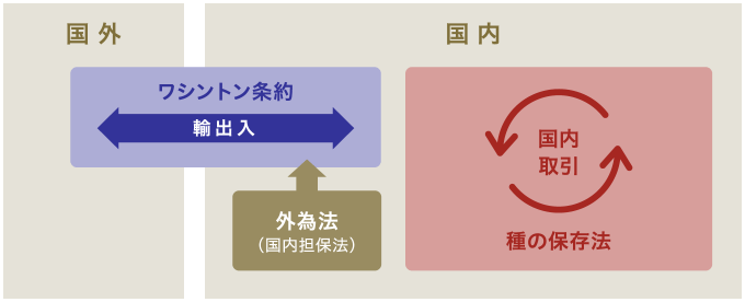 希少野生動植物種の国外と国内の取引規制の関係を示したイラスト。