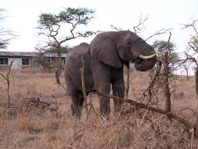 タンザニアのミセケ村のなかに侵入するゾウ