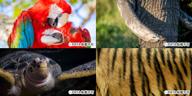 国際希少野生動植物種4種の写真:動物4種の画像が均等に4分割で配置されて、左上に赤いオウム、右上にゾウの牙と鼻の一部、右下に体の縞模様を拡大したトラ、左下に正面に向かって泳いでくるウミガメの写真が配置されている。著作権はPIXTAで転載不可。