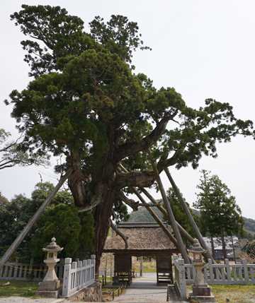 八百杉（玉若酢命神社）