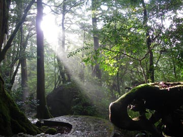 屋久島自然休養林（荒川地区） ヤクスギランド