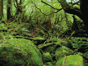 屋久島自然休養林（白谷地区） 白谷雲水峡