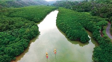 慶佐次湾のヒルギ林