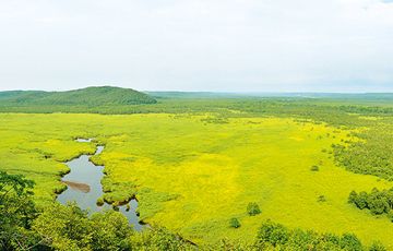 コッタロ湿原展望台