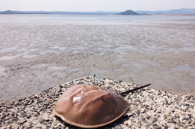 山口県 椹野川流域風景画像