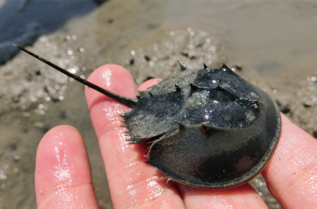 山口県 椹野川流域カブトガニ画像