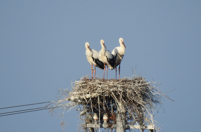 徳島県 吉野川流域コウノトリ巣立ち直前画像