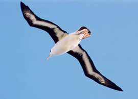 空を飛ぶマユグロアホウドリ