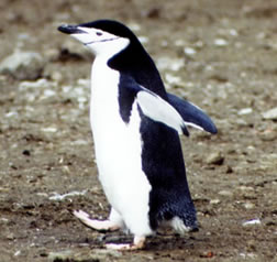 ヒゲペンギン