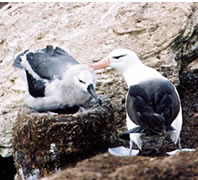 マユグロアホウドリ