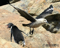 ナンキョクオオトウゾクカモメを威嚇(いかく)するアデリーペンギン