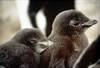 Adelie Penguin