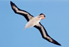 Black-browed Albatross