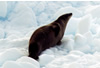 Crabeater Seal