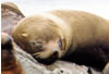 Antarctic Fur Seal