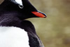 Gentoo Penguin