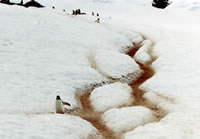 Penguin Paths