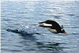 Gentoo penguin