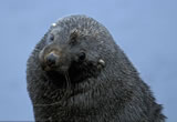 Antarctic fur seal