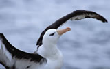 Black-browed albatross