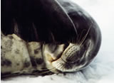 Weddell Seal, Leptonychotes weddelli 