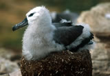 Black-browed albatross