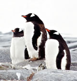 Gentoo Penguins