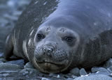 Weddel seal 