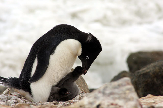 ペンギンの視線 11年1月7日 第52次南極地域観測隊同行日記 環境省 ペンギンの視線 11年1月7日 第52次南極地域観測隊同行日記 環境省