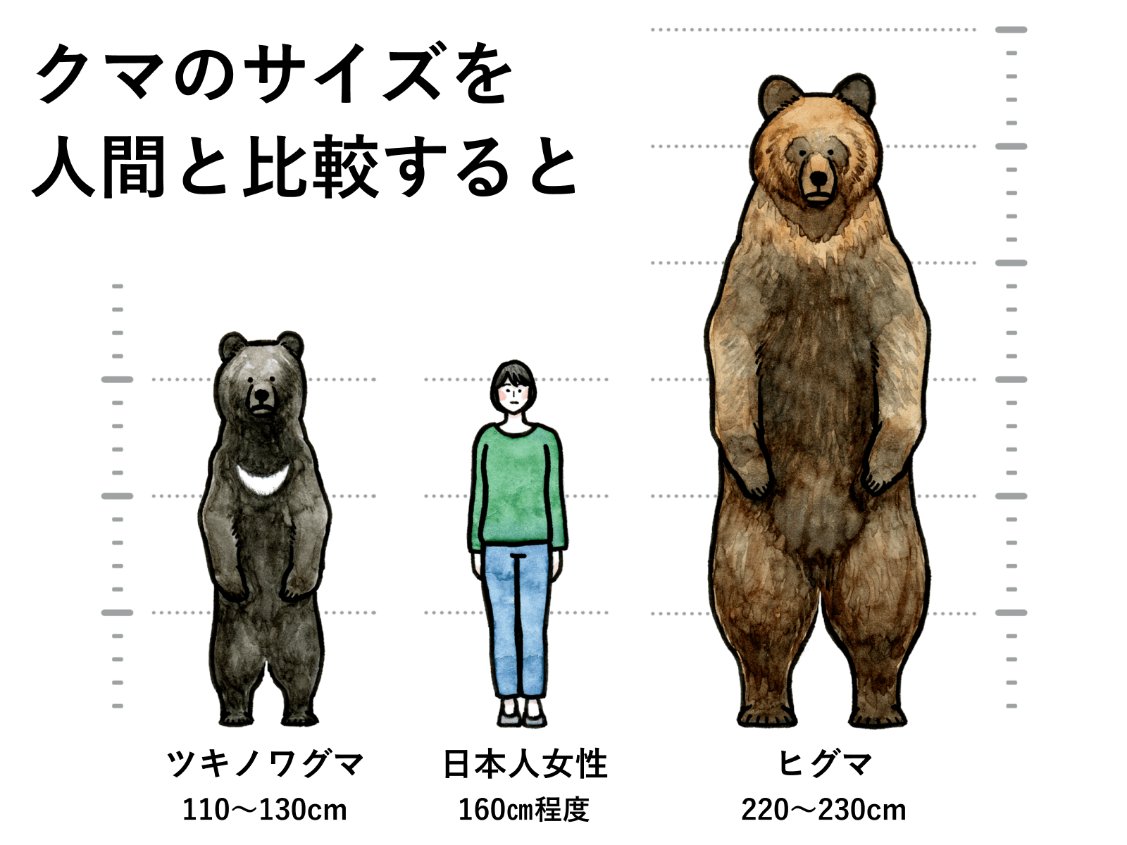イラスト: クマのサイズを人間と比較すると