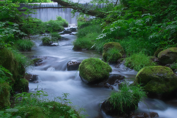 木谷沢渓流散策ツアー | 国立公園に、行ってみよう！ | 環境省