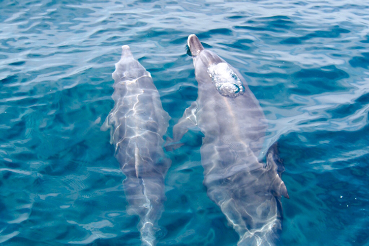 写真: 感動のイルカウォッチング