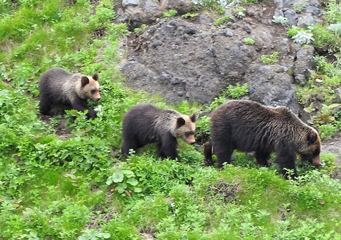 世界自然遺産知床らうすでヒグマウォッチングウトロコースを楽しもう