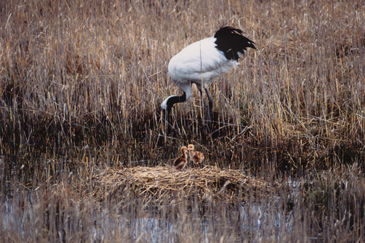 自然・生物観察 スライダー画像02