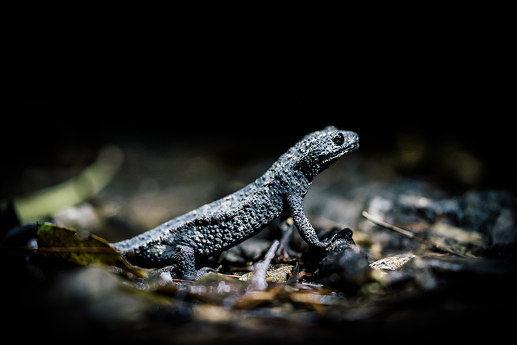 自然・生物観察 スライダー画像01