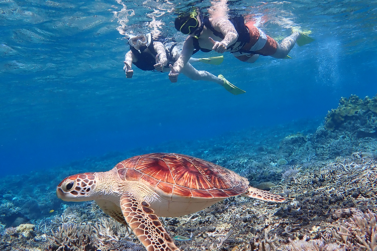 国立公園の座間味島SUP&シュノーケルツアー | 国立公園に、行って