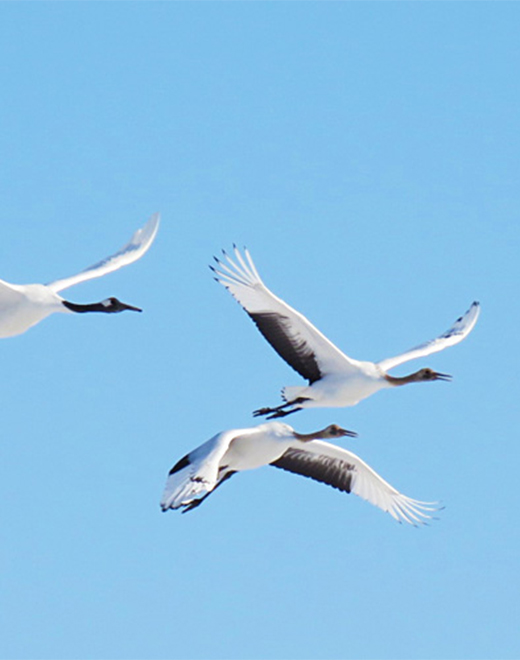 釧路湿原国立公園　タンチョウ