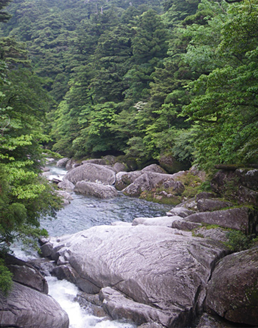 屋久島国立公園　ヤクスギランド