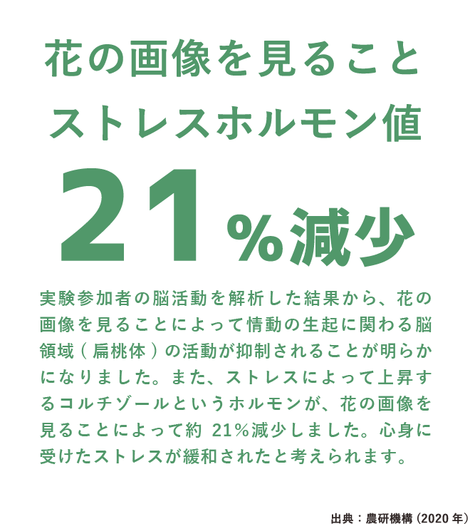 花の画像を見ることストレスホルモン値21%減少。実験参加者の脳活動を解析した結果から、花の画像を見ることによって情動の生起に関わる脳領域(扁桃体)の活動が抑制されることが明らかになりました。出典：農研機構 (2020 年）（SP表示）