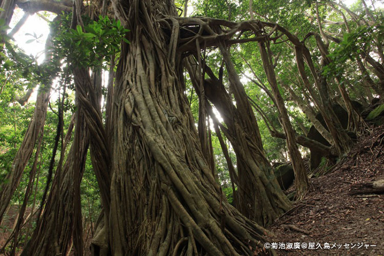 屋久島国立公園 モデルコース写真