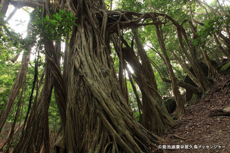 屋久島国立公園 モデルコース写真