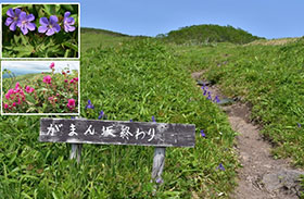 西別岳に咲く植物たちの写真