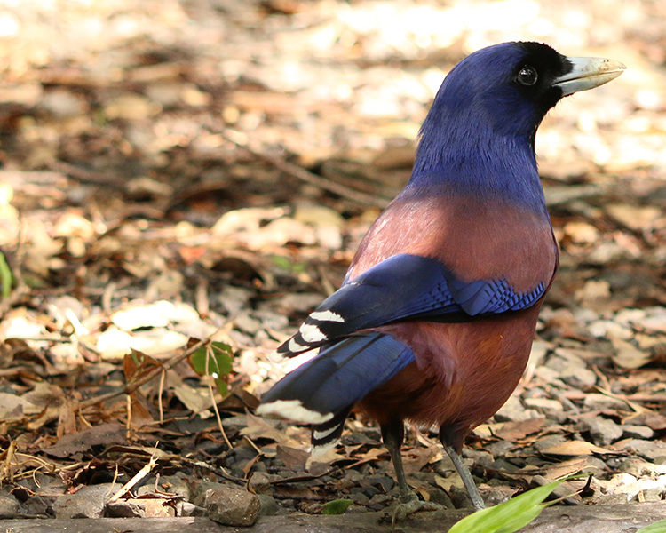 奄美群島国立公園（SP表示）
