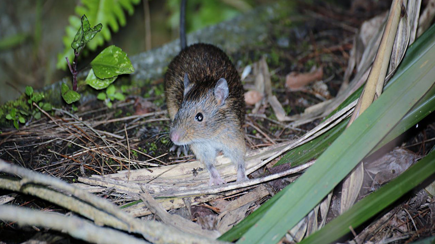 【写真】トクノシマトゲネズミ