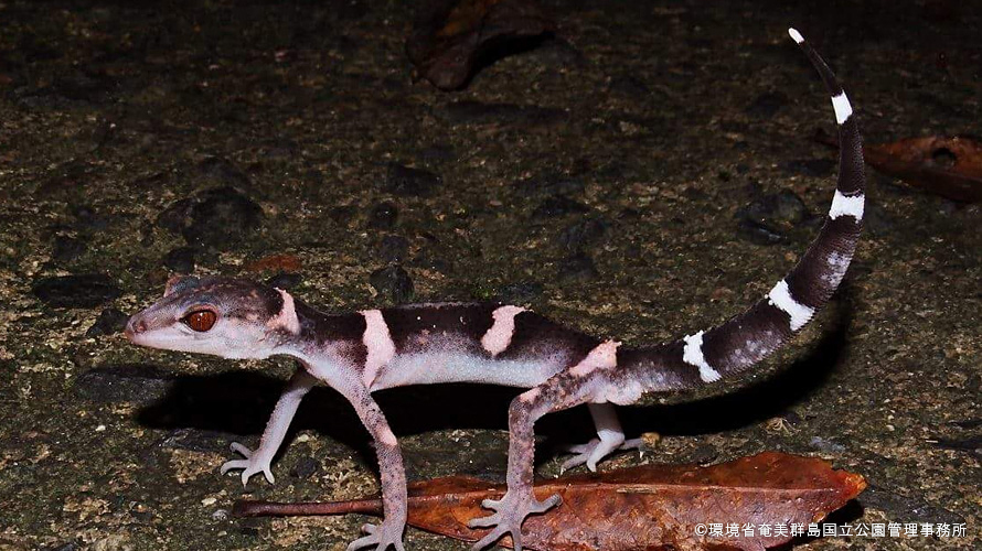 【写真】オビトカゲモドキ