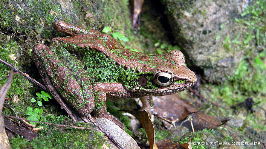 【写真】アマミハナサキガエル