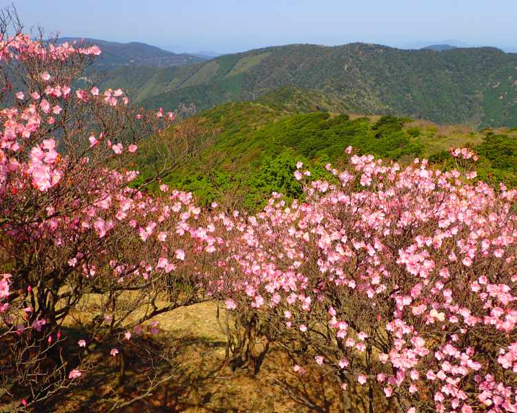 足摺宇和海国立公園（SP表示）